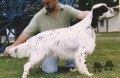 Setter Anglais TCHE GUEVARA DU PORT FILEN Setter Anglais TCHE GUEVARA DU PORT FILEN